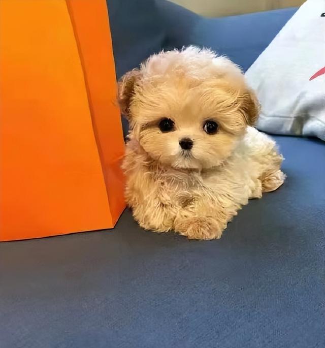 最常见串串狗，狗界串串大比拼