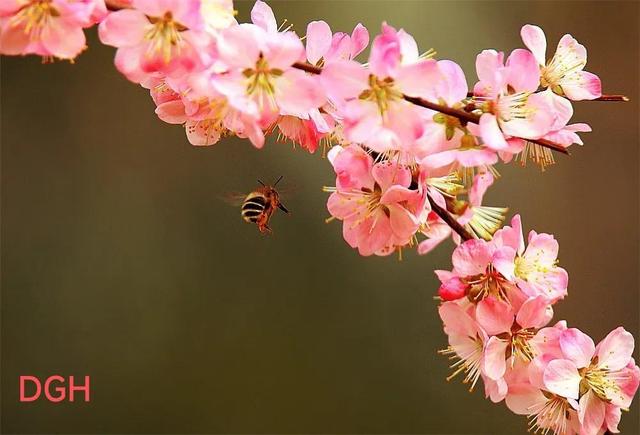 有关桃花的资料，关于桃花的文化
