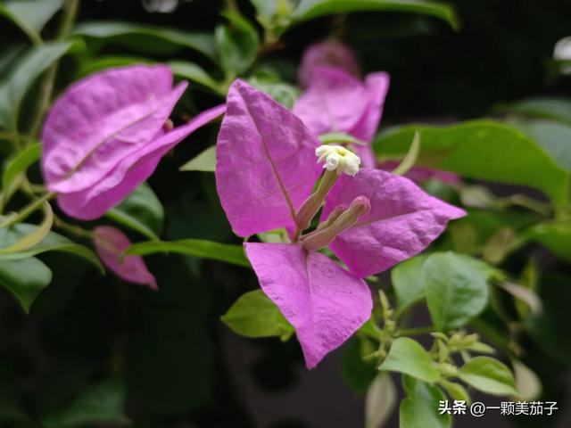 三角梅的含义与花语，最美三角梅广东叫