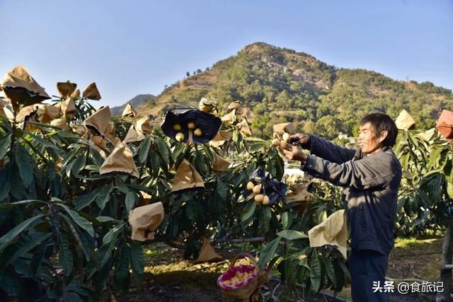 同样是大五星枇杷，四川米易枇杷几月成熟