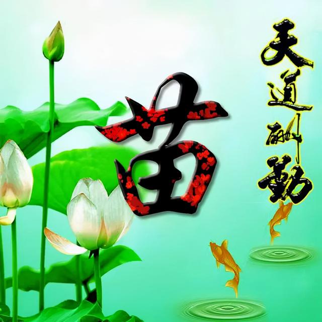 荷花头像图片大全，荷花头像高清图