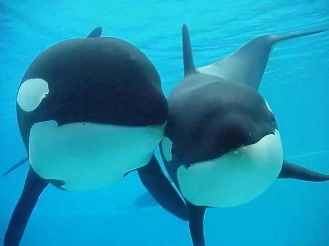 鲸鲨和虎鲸谁厉害，最大的鲸鲨到底有多大（在人类面前不堪一击）