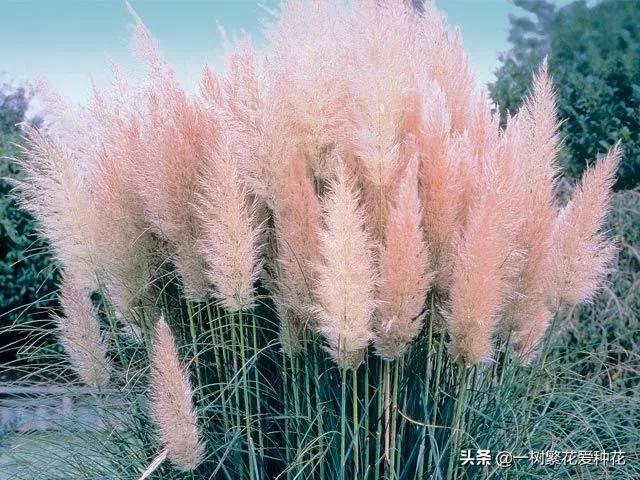 适合庭院养的草花，25种观赏草观叶赏花