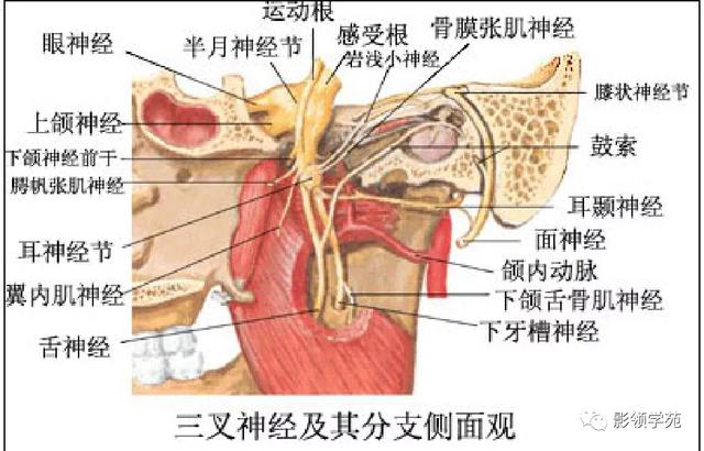 面部血管分布图，三叉神经分支及面部分布规律（玻尿酸怎么打，才会避免栓塞呢）