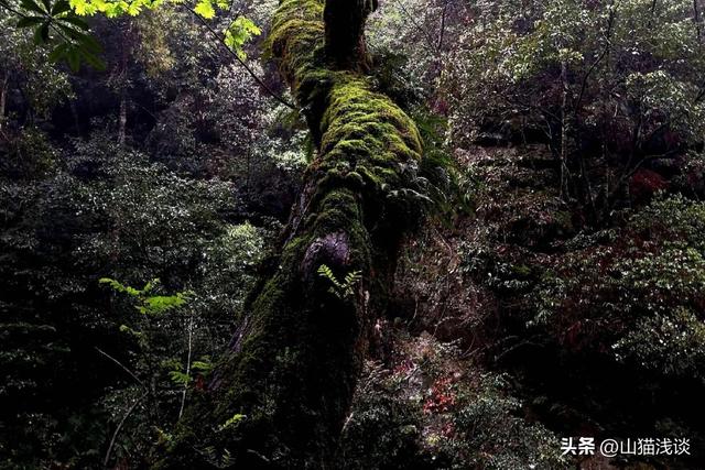 农村夜晚的虫鸣是什么虫，故乡虫鸣