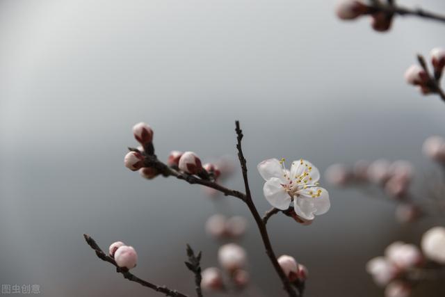 白居易山寺桃花始盛开，大林寺桃花白居易