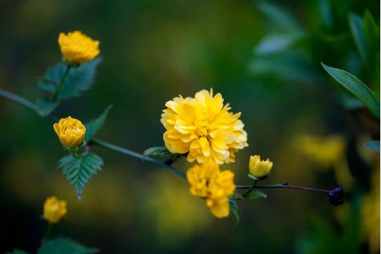 春有百花盘点常见的67种，百花名称图（清明踏青常见花种你认识多少）