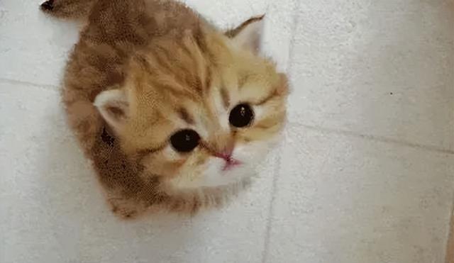 猫糖尿病血糖仪(猫测血糖)