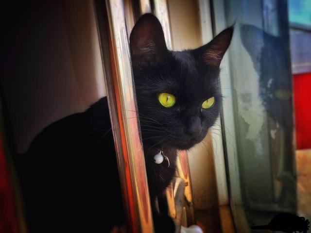 什么猫最有灵性，最有灵性的五种猫咪