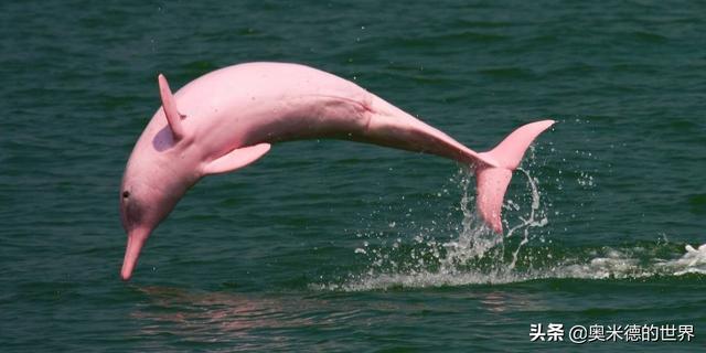 玻利维亚天空之镜，天空之镜在玻利维亚什么位置（天空之镜之地玻利维亚）