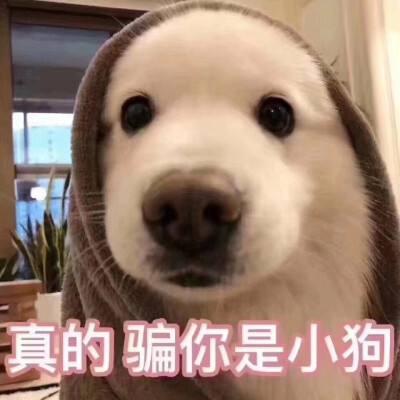 狗狗最有灵性的表现，狗狗聪明有灵性的表现（狗狗越是聪明）