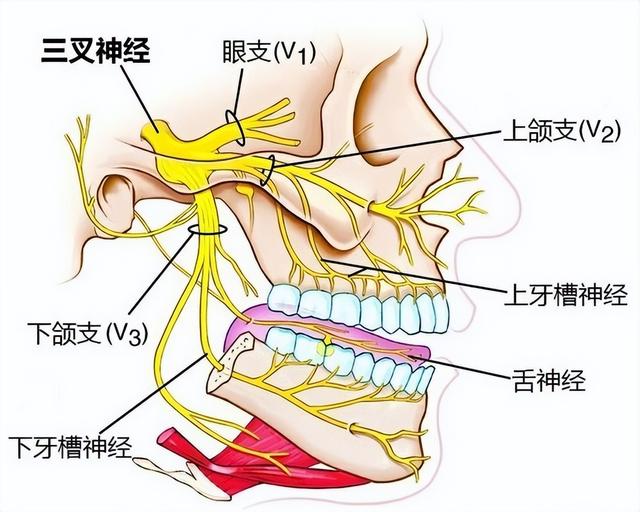 糖尿病下颌骨(糖尿病人一侧牙肿脸肿)