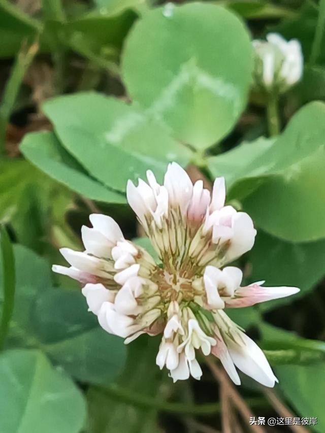 三叶草的叶子是什么形状的，每片叶子都有个胜利的标志