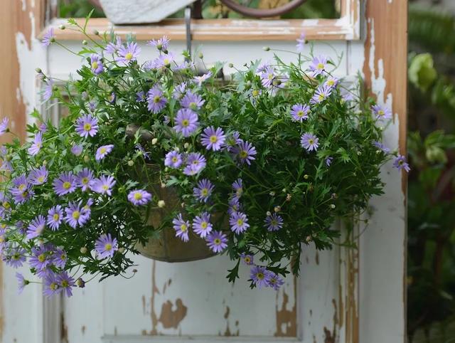 法式花园如何欣赏，海妈花园访问阳台花园满分案例