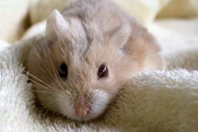 新手如何养仓鼠，养仓鼠新手入门要注意什么（新手养仓鼠需要注意什么）