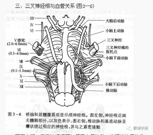 面部血管分布图，三叉神经分支及面部分布规律（玻尿酸怎么打，才会避免栓塞呢）