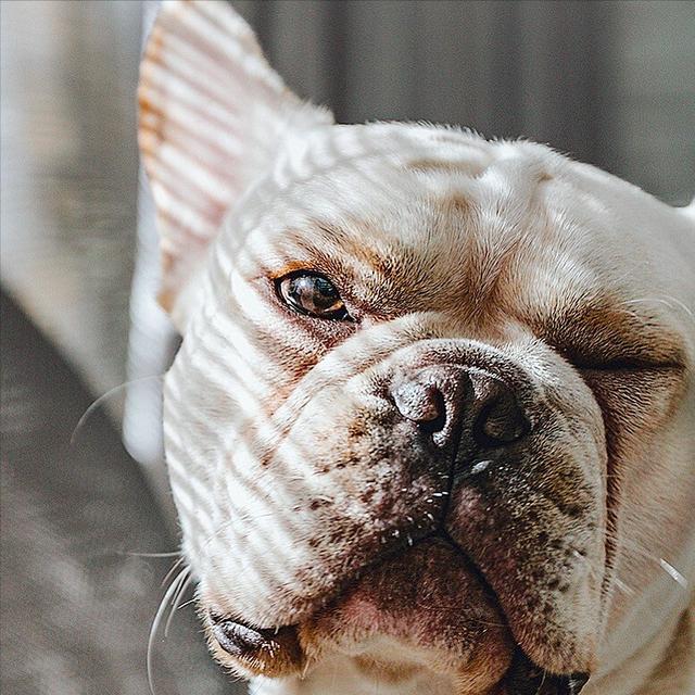 关于狗狗的习惯和特点，关于狗狗的这四个习性