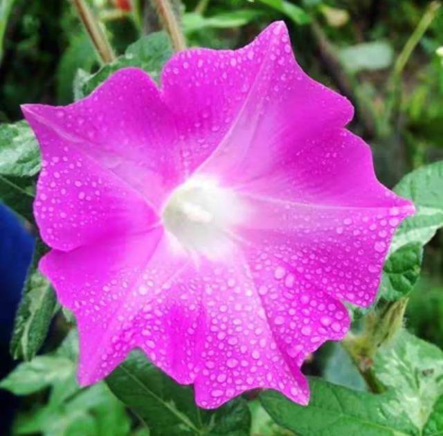做梦也没想到牵牛花能开成这个样子，斗牛牛心脏（周公解梦：梦见这四种花草）
