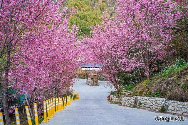 日本赏樱花著名景点，这些赏樱地等你打卡