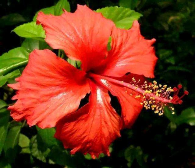 古代姻缘树是干嘛的，小说：高冷皇子寺庙祈福