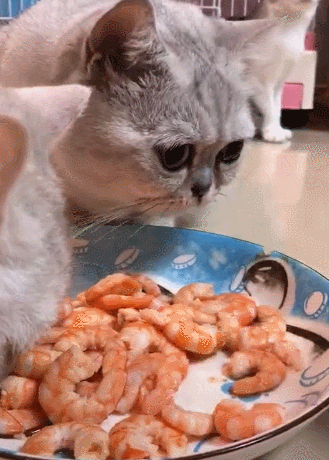 猫最爱吃的10种食物，猫咪可以吃的10种常见人类食物