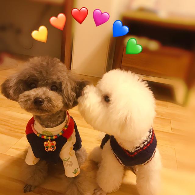 比熊和泰迪详细对比，比熊犬和泰迪犬有哪些区别