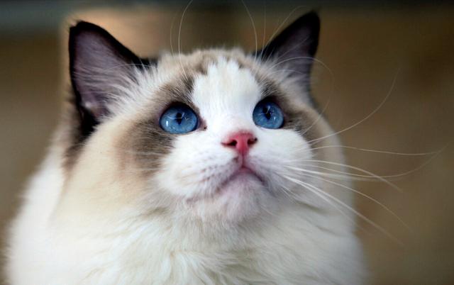 布偶猫有不同的品种，布偶猫的种类和颜色