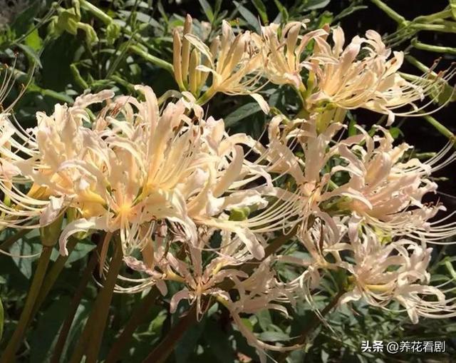 石蒜和彼岸花的区别，黄泉之花（彼岸花和石蒜花是一种吗）