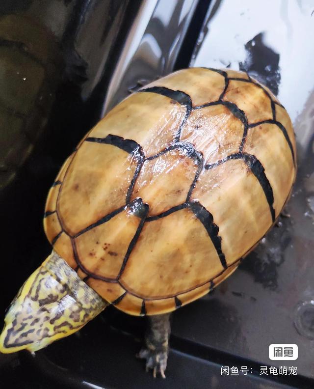 越养越好看的蛋龟，“三大巨蛋”之一的墨西哥巨蛋龟