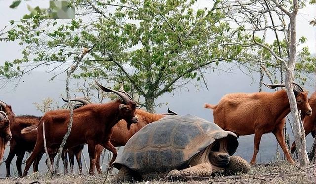 已灭绝的古巨龟，地球生物是不是在