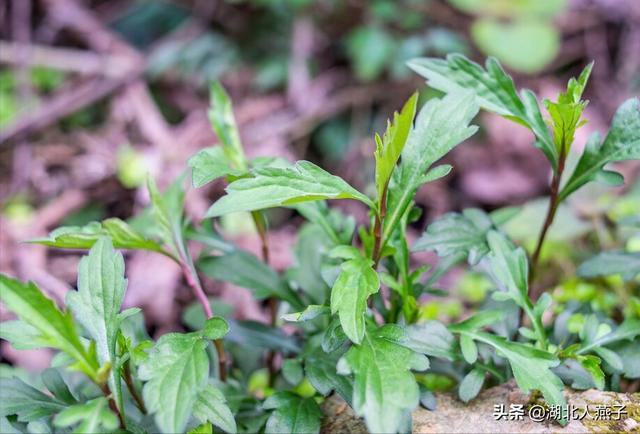 可以吃的野菜种类大全，教你认识不同的野菜和吃法