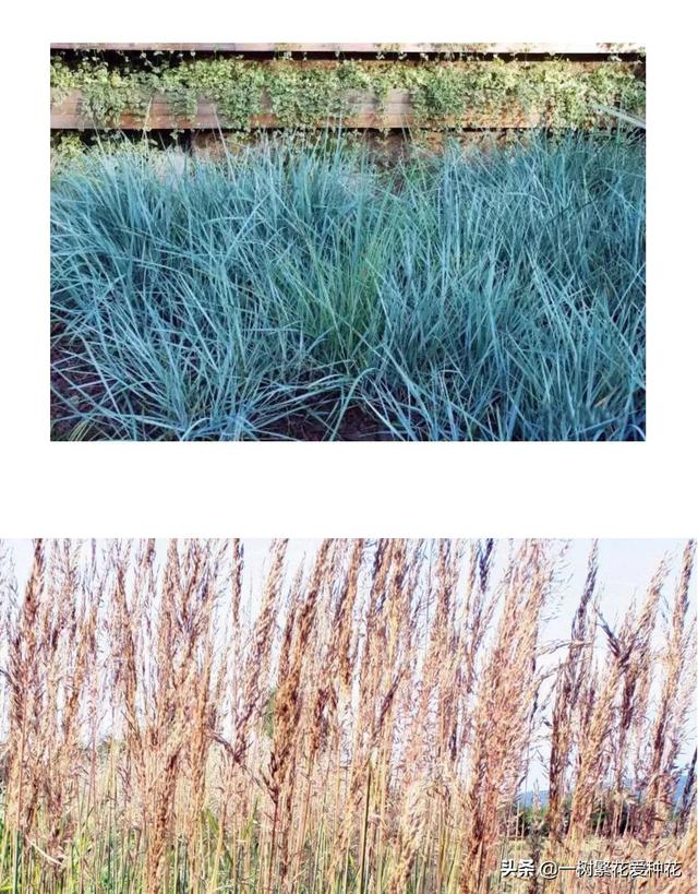 适合庭院养的草花，25种观赏草观叶赏花
