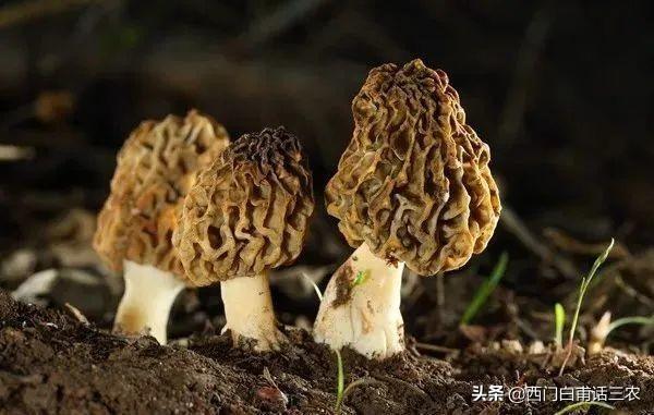 鮮羊肚菌價格多少一斤,全國各地市場行情一覽 鮮羊肚菌價格多少一斤,全國各地市場行情一覽