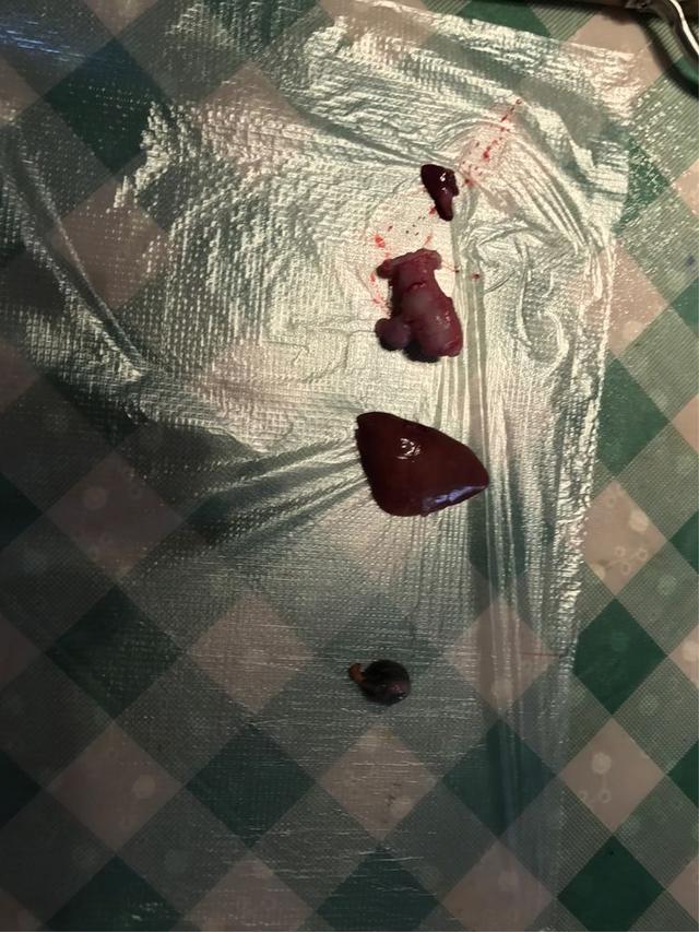 鱼的内脏解剖图，龙鱼内脏解剖图解（通体熟透、内脏掏空）