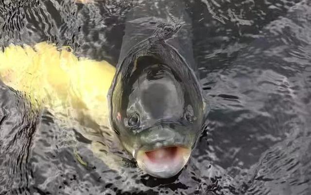 钓鲫鱼绝佳饵料配方，好用的鲫鱼饵料不用买