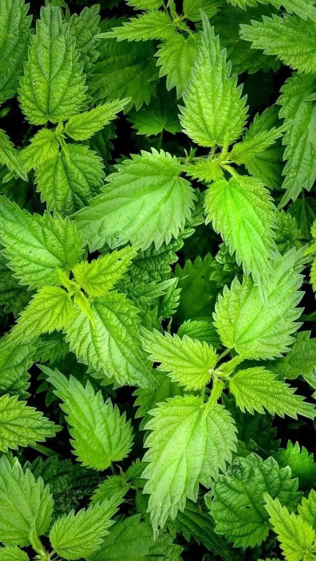 多种创意及超高清手机壁纸绿色，高清绿色系手机壁纸推荐