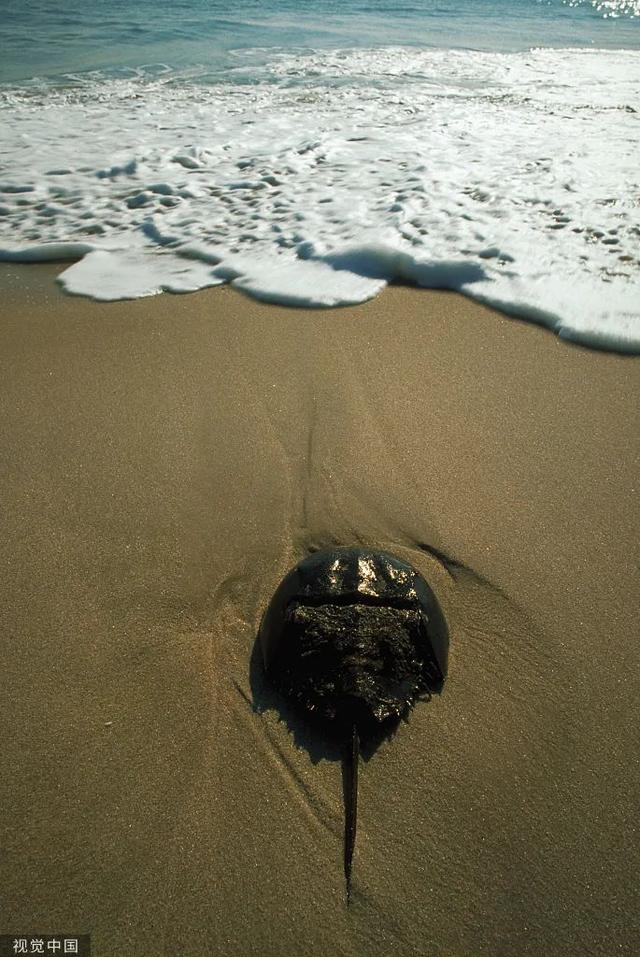 柬埔寨血奴事件，柬埔寨血奴事件发生原因（90后福建女子柬埔寨遭性侵殴打）
