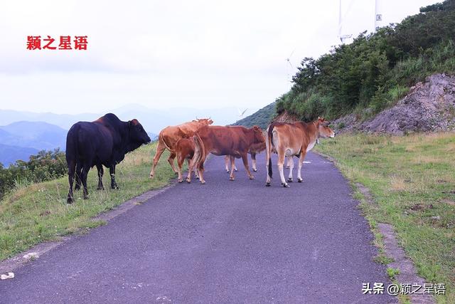 金堂到云顶山旅游环线最新进展，东搬山至盖苍山