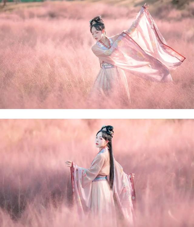 粉黛草向日葵彼岸花海...成都有多少惊喜，粉黛花海花期50天