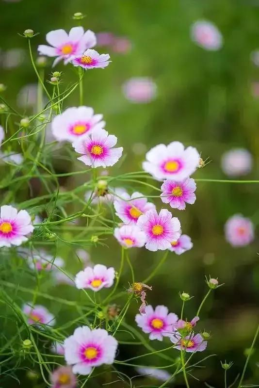 格桑花的花语和意思，爱与吉祥——格桑花