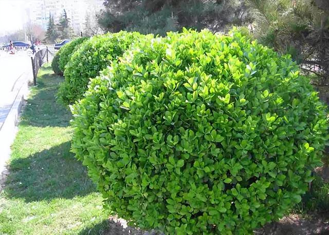 花卉图片及名称大全，常见绿植花卉及名称大全（100种常见花图鉴）