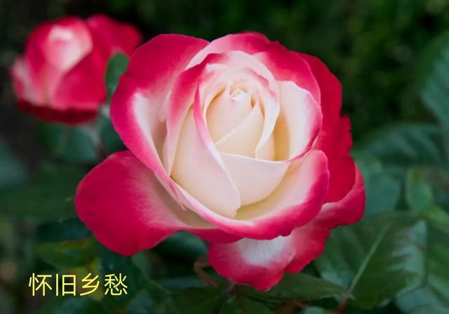 切花月季哪几个品种比较好，常见切花月季一览