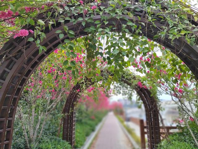 乌鸦哥绘画，阿庆哥画鸟