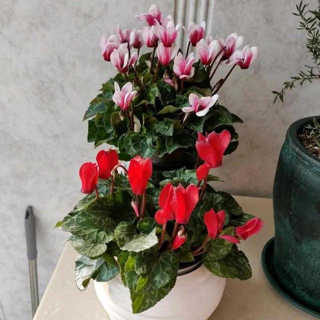 营养土怎么养才会爆盆，换下的旧土别扔