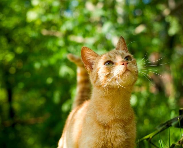 如何更好的养橘猫，大橘猫用这个方法整治小黑柴