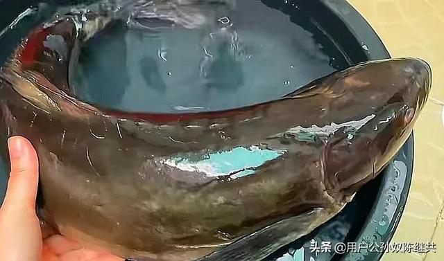 什么人不能吃白骨鱼，生活中哪些人不宜吃鱼