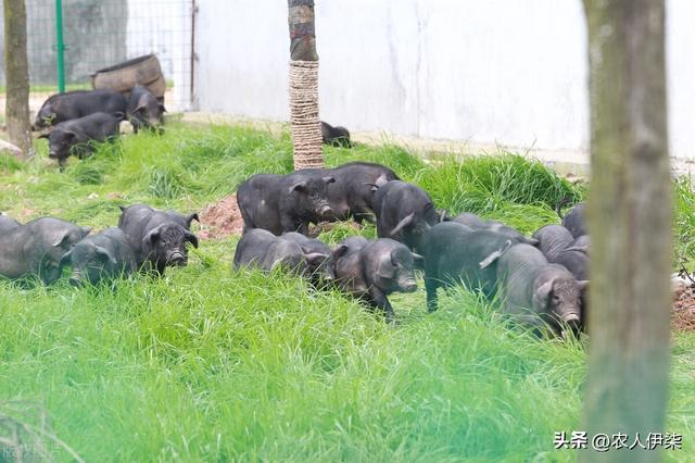 香猪养殖需要什么条件才能养，巴马香猪的几种养殖方式