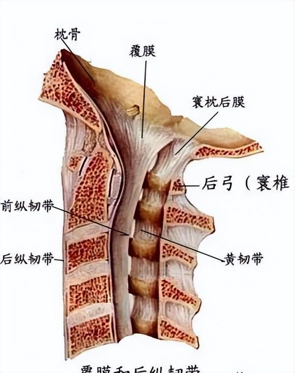 后纵韧带解剖图，颈椎的韧带有哪些