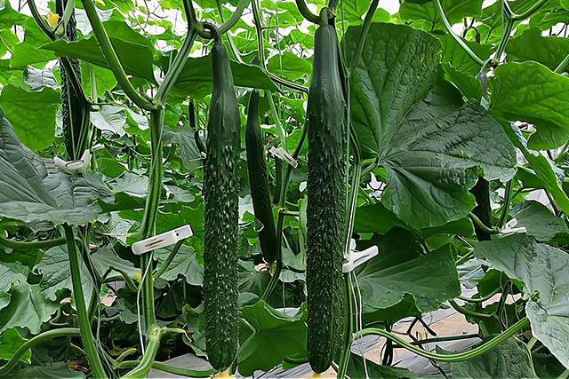 现在适合种什么菜，现在这个季节种植什么蔬菜最好（这10种蔬菜可以种植）