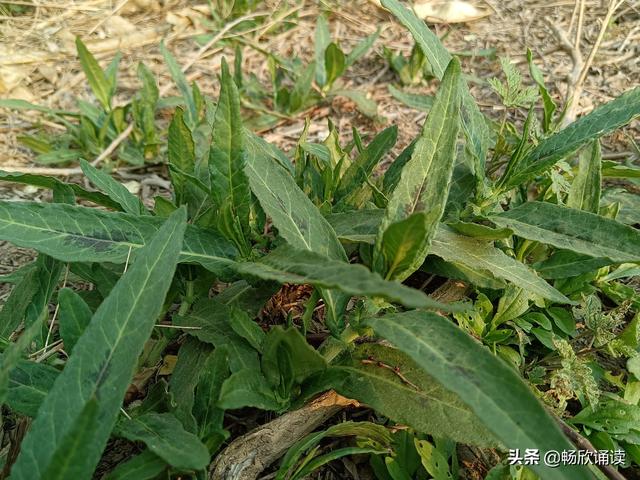 这么多野菜你认识几种，比韭菜还鲜嫩